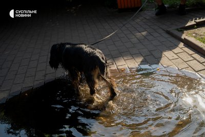 собака купається у калюжі в спеку у Києві, 13 липня 2024 року собака купається у калюжі в спеку у Києві, 13 липня 2024 року