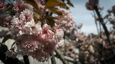 Розквітла алея сакур у Рівному. Фоторепортаж Розквітла алея сакур у Рівному. Фоторепортаж