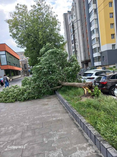 Негода у Львові: повалені дерева, світлофор, обриви ліній електротранспорту та пошкоджена адмінбудівля Негода у Львові: повалені дерева, світлофор, обриви ліній електротранспорту та пошкоджена адмінбудівля