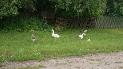 Чому залишаються люди у селах Сумщини попри оголошену евакуацію