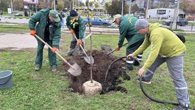 Висадка дерев Харків Висадка дерев Харків