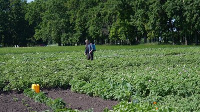 "Збір зерна буде меншим": чи буде Сумщина з урожаєм