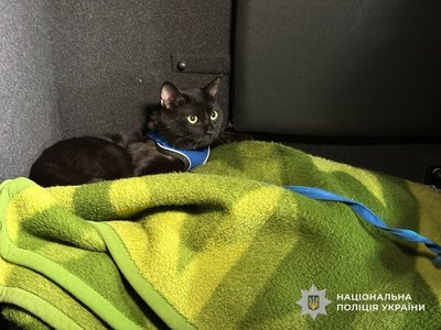 "Білі янголи" евакуювали з Нікополя на Дніпропетровщині двох дітей та їхнього кота "Білі янголи" евакуювали з Нікополя на Дніпропетровщині двох дітей та їхнього кота