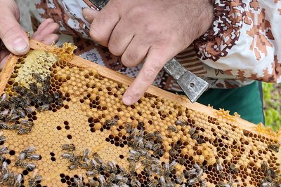 Бджоли на пасіці буковинця Филипчука Бджоли на пасіці буковинця Филипчука