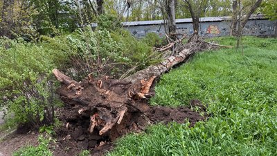 Буревій у Миколаєві повалив дерева: що відомо Буревій у Миколаєві повалив дерева: що відомо