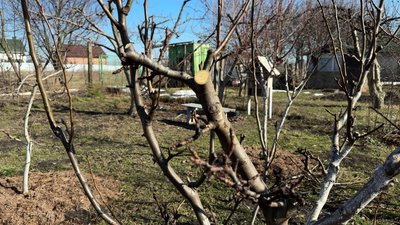 Обрізані дерева із товстими гілками потребують обробки, березень 2026 року, Хмельниччина