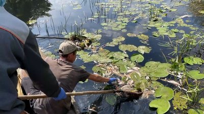 Шкода довкіллю Чернігівщини через атаки РФ: екологи підрахували збитки за 4 роки Шкода довкіллю Чернігівщини через атаки РФ: екологи підрахували збитки за 4 роки