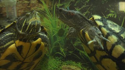 У Хмельницькій ветклініці живуть два коти й дві черепахи: як тварини стали частиною колективу У Хмельницькій ветклініці живуть два коти й дві черепахи: як тварини стали частиною колективу
