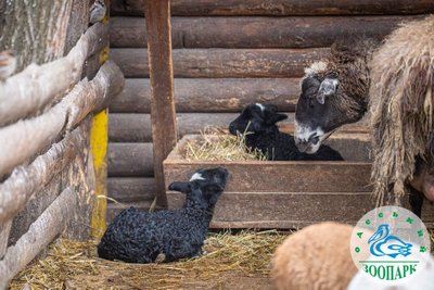 В Одеському зоопарку народились ягнята