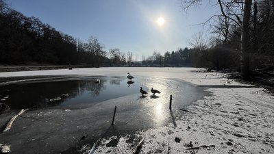 Лебеді зимують у дендропарку в Полтаві Лебеді зимують у дендропарку в Полтаві