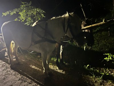 Доставляв кіньми: закарпатцю повідомили про підозру у незаконному переправленні волинян за кордон Доставляв кіньми: закарпатцю повідомили про підозру у незаконному переправленні волинян за кордон
