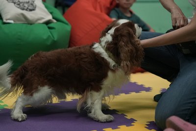 "Я бачу, що дитина щаслива вдома": в Сумах відбувся сеанс каністерапії для школярів Миропільської громади "Я бачу, що дитина щаслива вдома": в Сумах відбувся сеанс каністерапії для школярів Миропільської громади