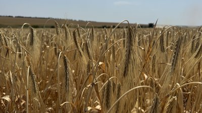 Бракує механізаторів й водіїв: на Кіровоградщині збирають озимі ячмінь та пшеницю Бракує механізаторів й водіїв: на Кіровоградщині збирають озимі ячмінь та пшеницю
