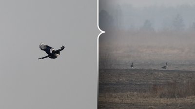 Понад 20 видів птахів, з-поміж яких червонокнижні, виявили під час обліку у парку на Рівненщині Понад 20 видів птахів, з-поміж яких червонокнижні, виявили під час обліку у парку на Рівненщині