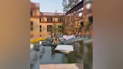 Дві евакуйовані собаки з прифронтових територій живуть в притулку на Рівненщині