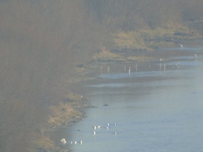 дністровський каньйон, птпхи, лебеді, дністер дністровський каньйон, птпхи, лебеді, дністер