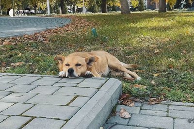 Сотні врятованих котів та собак: чому зооволонтер з Одещини допомагає тваринам Сотні врятованих котів та собак: чому зооволонтер з Одещини допомагає тваринам