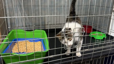 Кіт після обстрілу будівлі ветеринарної лікарні у Краматорську Донецька область 18 червня 2025 рік Кіт після обстрілу будівлі ветеринарної лікарні у Краматорську Донецька область 18 червня 2025 рік