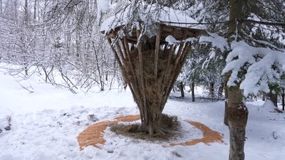 Ліс, Івано-Франківщина, підгодівля диких тварин Ліс, Івано-Франківщина, підгодівля диких тварин