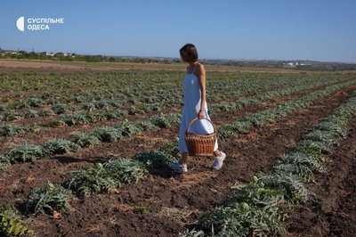 Має хрумтіти: як на Одещині вирощують і готують артишоки Має хрумтіти: як на Одещині вирощують і готують артишоки