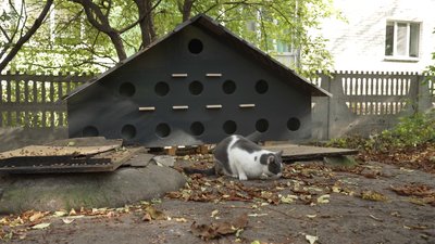 Волонтери встановили утеплений будиночок для вуличних котів у Рівному Волонтери встановили утеплений будиночок для вуличних котів у Рівному