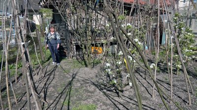 Колекціонера городніх культур із Волині вирощує 74 сорти томатів Колекціонера городніх культур із Волині вирощує 74 сорти томатів
