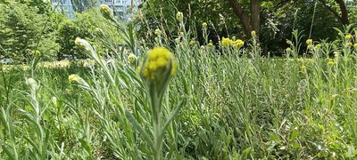 Трійця або Зелені свята: традиції та обряди в Запорізькій області