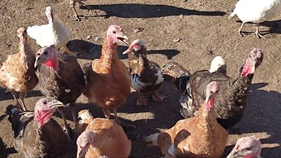 "Захоплення для душі": мешканка Луцького району вирощує понад сто сортів хризантем та десять порід птаства "Захоплення для душі": мешканка Луцького району вирощує понад сто сортів хризантем та десять порід птаства