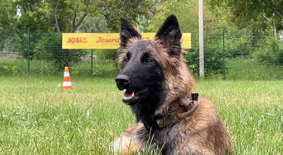 "Знайшли ледь притомну в лісосмузі": кінологи "Антарєс" врятували 86-річну бабусю "Знайшли ледь притомну в лісосмузі": кінологи "Антарєс" врятували 86-річну бабусю