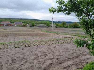 Негода на Тернопільщині, село Росохач, затопило дорогу, затопило, намул, сильні дощі, травень 2025 Негода на Тернопільщині, село Росохач, затопило дорогу, затопило, намул, сильні дощі, травень 2025