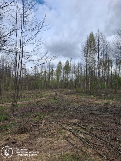На Житомирщині невідомі незаконно вирубали понад 300 дерев — на місце викликали екологів На Житомирщині невідомі незаконно вирубали понад 300 дерев — на місце викликали екологів