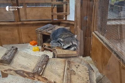 "Що там коїться?": скандал в одеському контактному зоопарку "Що там коїться?": скандал в одеському контактному зоопарку