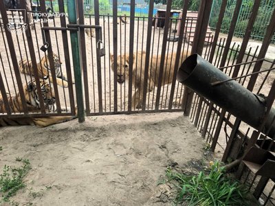 На Полтавщині ветеринару повідомили про підозру після травмування 5-річного хлопчика левицею На Полтавщині ветеринару повідомили про підозру після травмування 5-річного хлопчика левицею