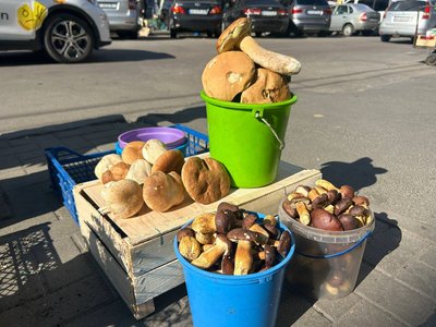 Білі, польські, опеньки: які гриби та за якими цінами продають на Житньому ринку в Житомирі Білі, польські, опеньки: які гриби та за якими цінами продають на Житньому ринку в Житомирі