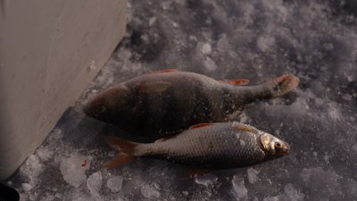 Від початку року загинули 5 людей. Дніпровські рятувальники розповіли, як врятуватися, якщо провалилися під кригу Від початку року загинули 5 людей. Дніпровські рятувальники розповіли, як врятуватися, якщо провалилися під кригу
