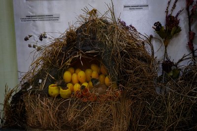 Гніздо джмелів. В природі воно знаходиться під землею Гніздо джмелів. В природі воно знаходиться під землею