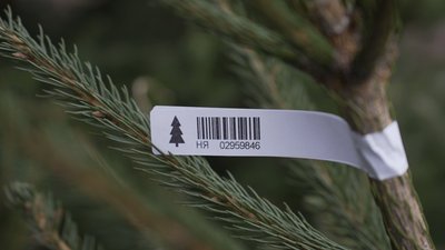 У Вінниці лісівники почали продавати ялинки та сосни: скільки коштують святкові дерева У Вінниці лісівники почали продавати ялинки та сосни: скільки коштують святкові дерева