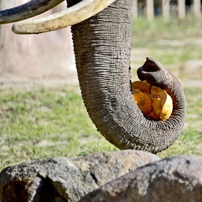 У КиївЗоо пройде фінальний гарбузовий вікенд У КиївЗоо пройде фінальний гарбузовий вікенд