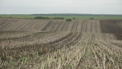 Ціна на олію зросте: на Рівненщині закінчують збір соняшникового насіння Ціна на олію зросте: на Рівненщині закінчують збір соняшникового насіння