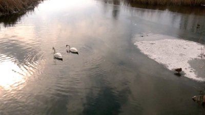У Кропивницькому зимує пара лебедів У Кропивницькому зимує пара лебедів