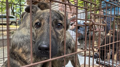 У Миколаєві на виставці-прилаштуванні тварин знайшли нові домівки У Миколаєві на виставці-прилаштуванні тварин знайшли нові домівки