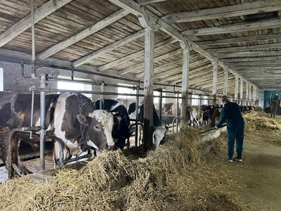 Власники ферми на Вінниччині відкриють сироварню, аби підвищити рентабельність виробництва