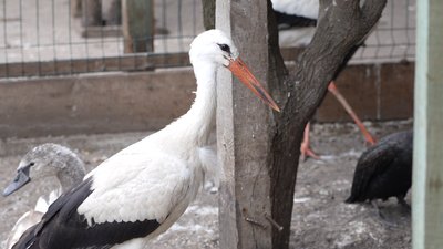 "Разом і сплять, і гуляють": як живе пара врятованих лелек в притулку на Дніпропетровщині "Разом і сплять, і гуляють": як живе пара врятованих лелек в притулку на Дніпропетровщині
