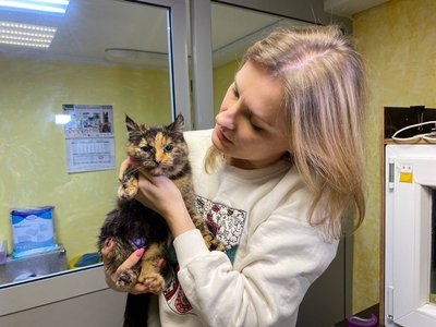 У Черкасах шукають родини для евакуйованих з фронту котів