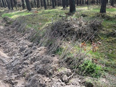 "Ліс Героїв": ветерани та рідні загиблих військових висадили алею дубів поблизу Луцька
