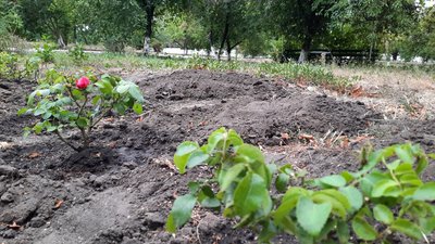"Ця квітка – символ нашого міста". У Кропивницькому висадили кущі троянд на честь міста Бахмут "Ця квітка – символ нашого міста". У Кропивницькому висадили кущі троянд на честь міста Бахмут
