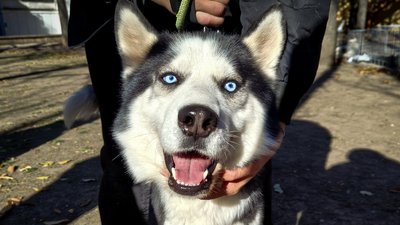 Дрифт-шоу, фестиваль для молоді та концерти: куди піти у Миколаєві на вихідних Дрифт-шоу, фестиваль для молоді та концерти: куди піти у Миколаєві на вихідних