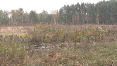 Викорчовувати чи створювати нові ліси: що буде з самозалісненими територіями на Чернігівщині Викорчовувати чи створювати нові ліси: що буде з самозалісненими територіями на Чернігівщині
