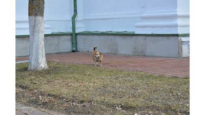 Як живе Новгород-Сіверський під постійними ударами росіян Як живе Новгород-Сіверський під постійними ударами росіян