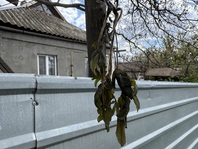 "Цього всього не буде": як заморозки на Полтавщині вплинули на плодові дерева "Цього всього не буде": як заморозки на Полтавщині вплинули на плодові дерева